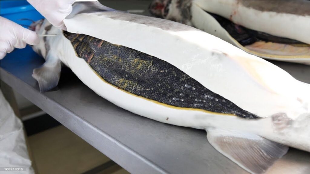 Top 10 Caviar in the World: The Ultimate List for Caviar Lovers