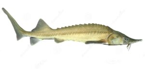 Types of Caviar: Understanding the Different Varieties and Their Unique Flavors