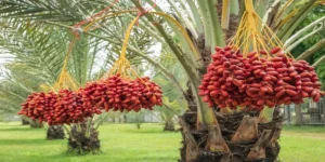 The Date Palm Tree