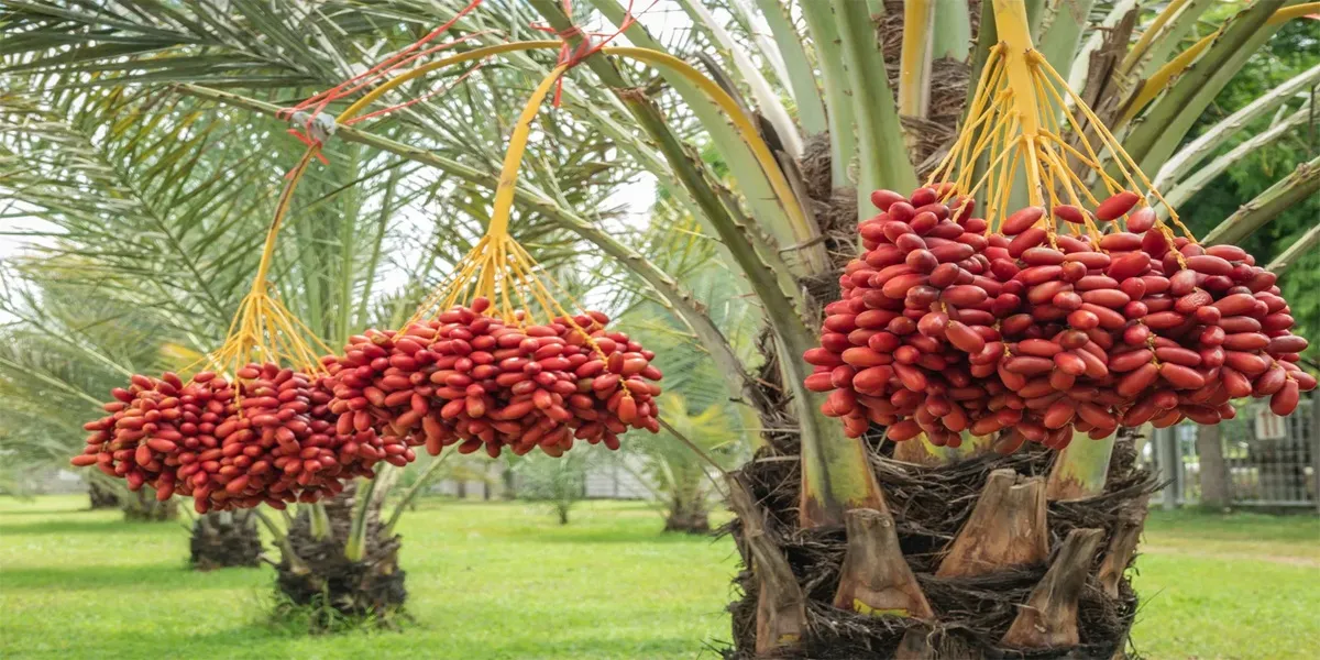 The Date Palm Tree