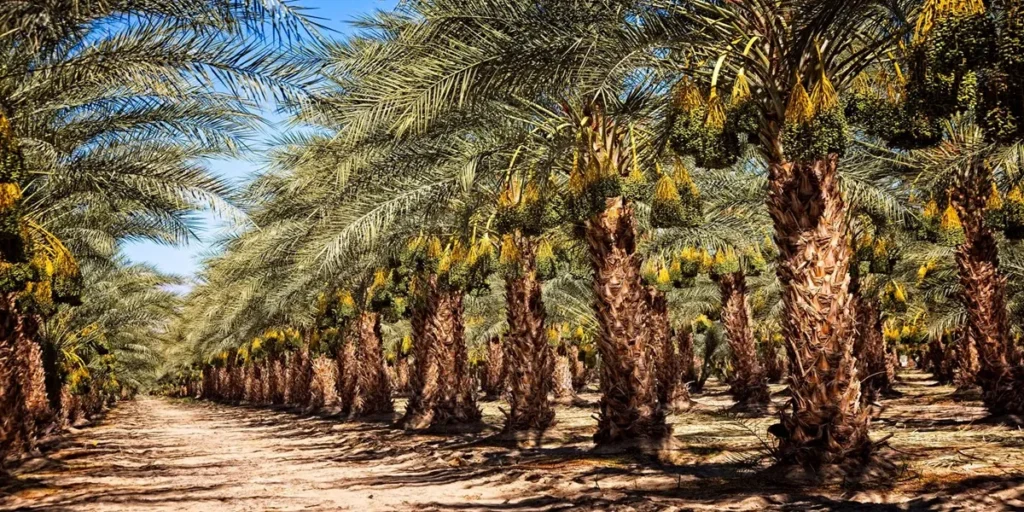 The Date Palm Tree