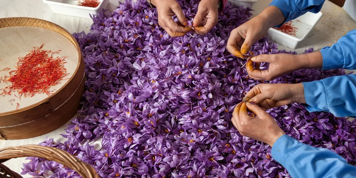 The Most Expensive Saffron in the World