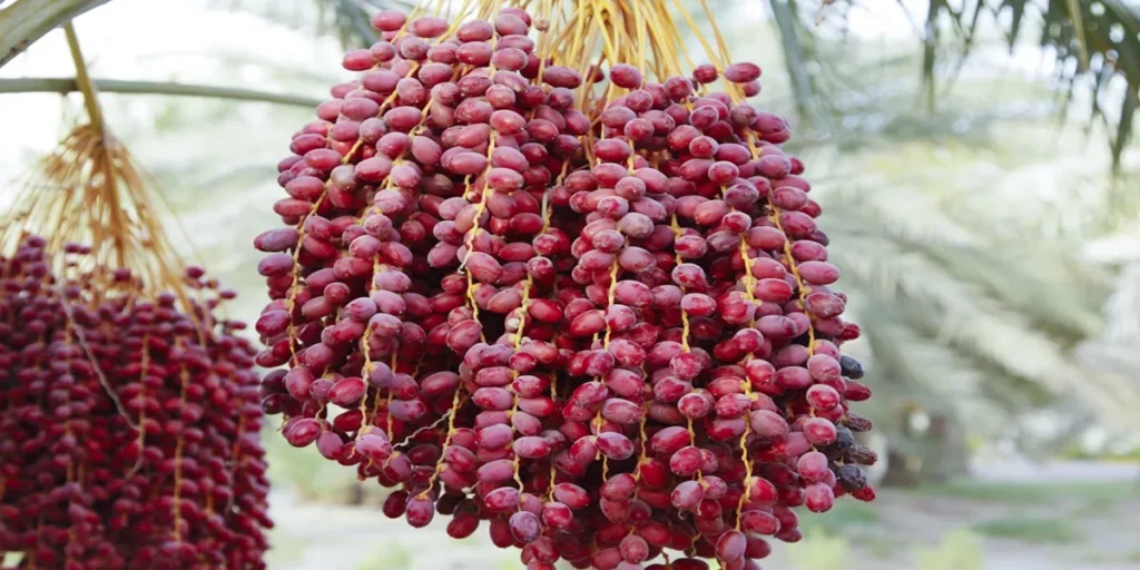 Reliable Iranian dates supplier