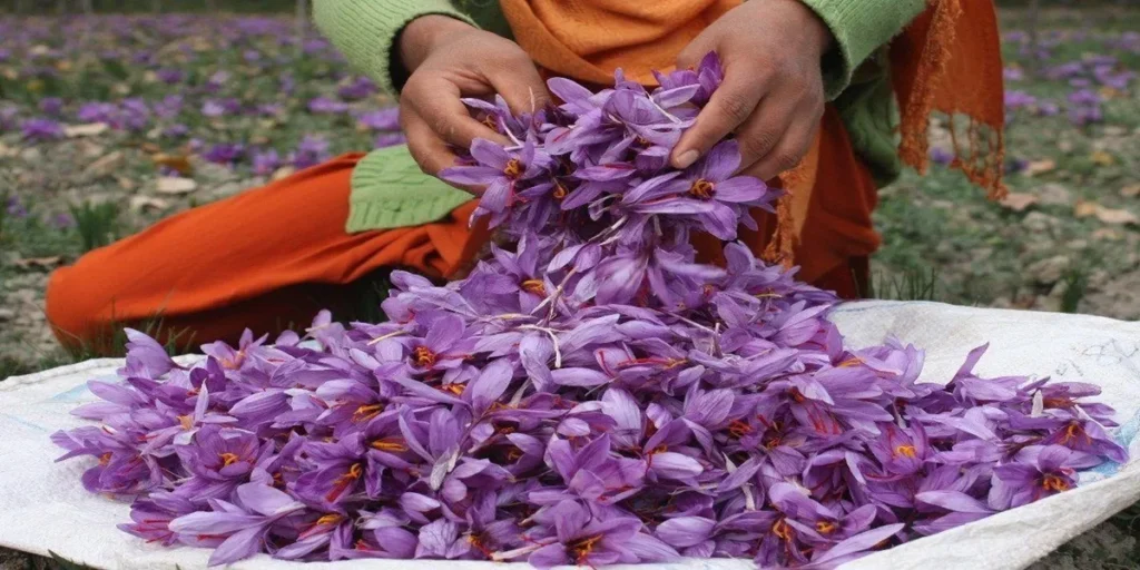 The Most Expensive Saffron in the World