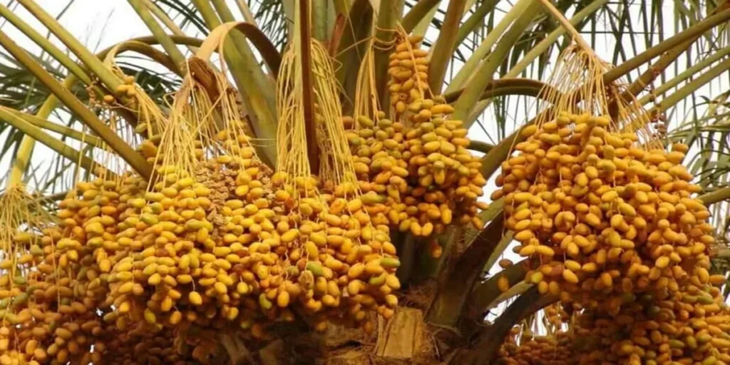 How Certifications Boost International Date Fruit Exports (2025 Guide)