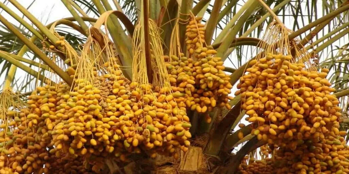 How Certifications Boost International Date Fruit Exports (2025 Guide)