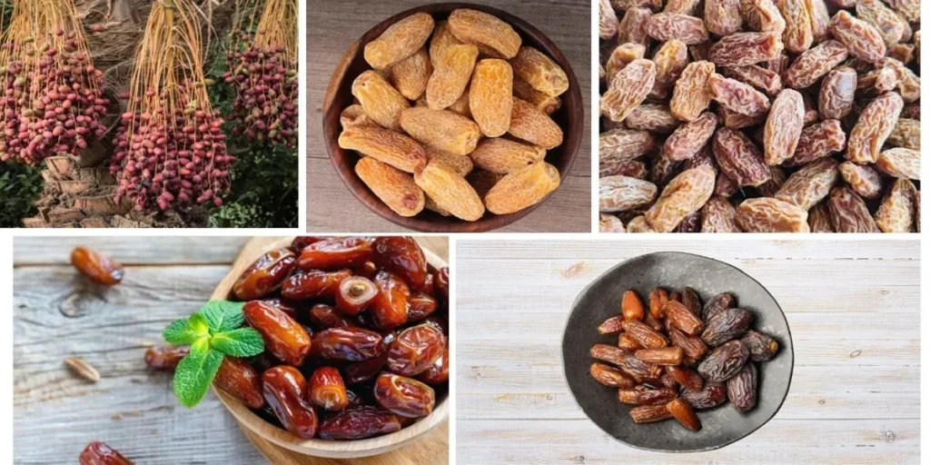 Organic vs Conventional Date Fruits