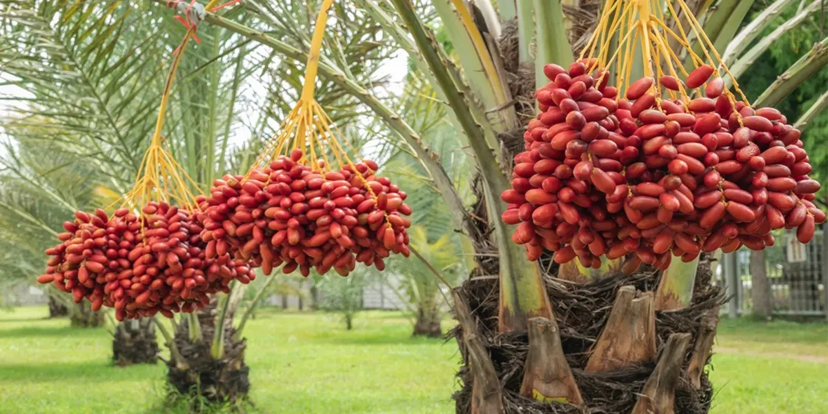 date export business