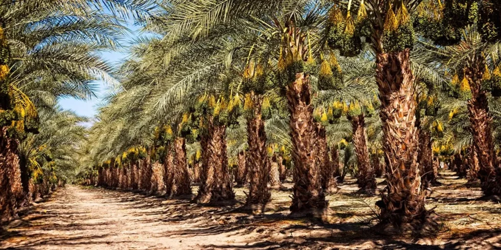 date export business