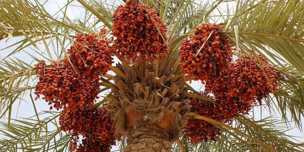 Rising International Demand for Premium Dates: Key Insights for 2025 Exporters