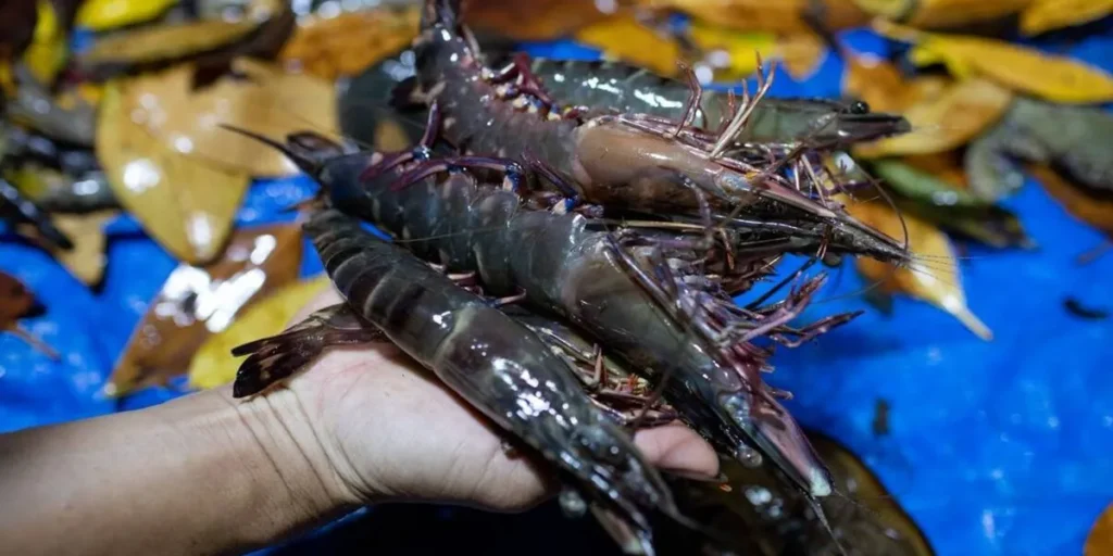 shrimp supply chain