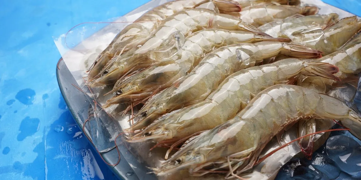 shrimp export