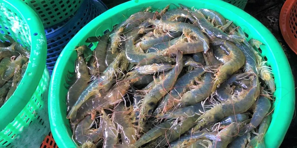 global shrimp market