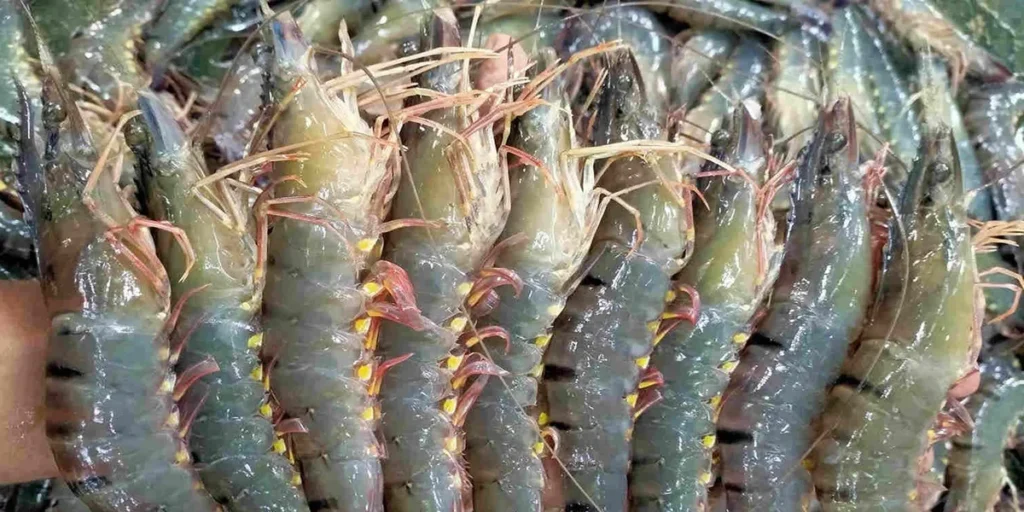 shrimp export