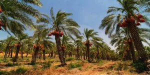 sustainable date farming