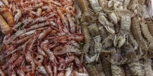 global shrimp market