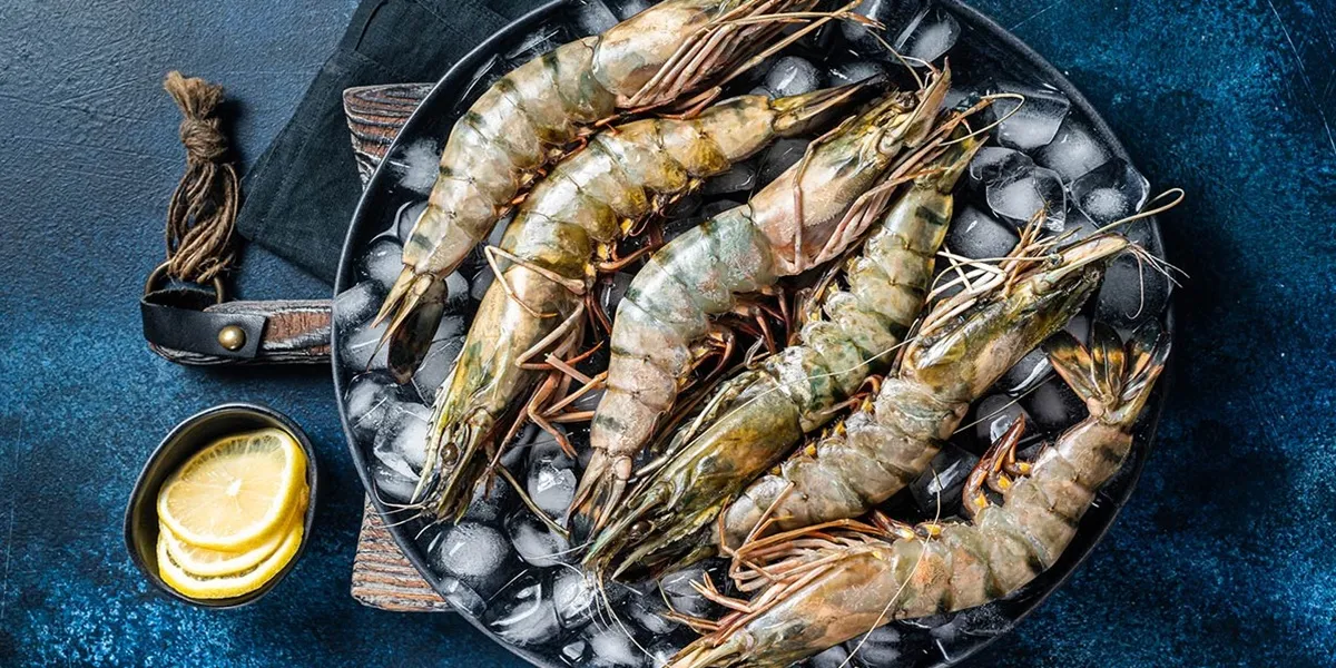 shrimp supply chain