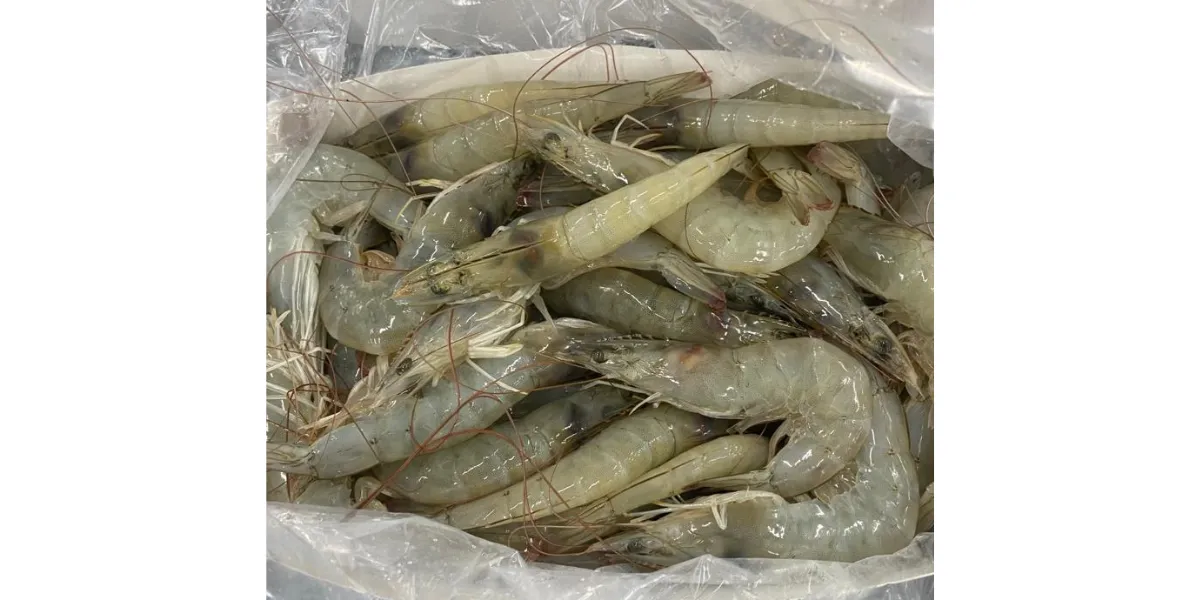 The difference between farmed and wild shrimp