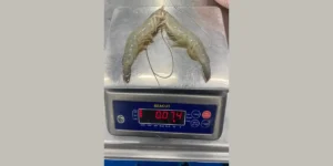 reliable shrimp supplier