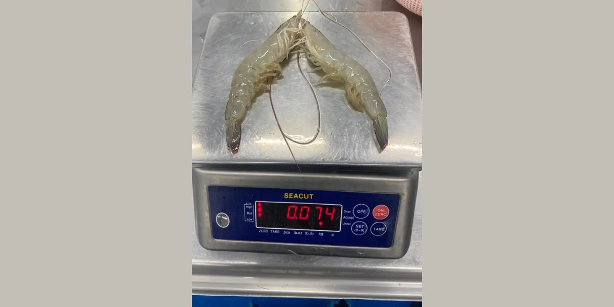 reliable shrimp supplier