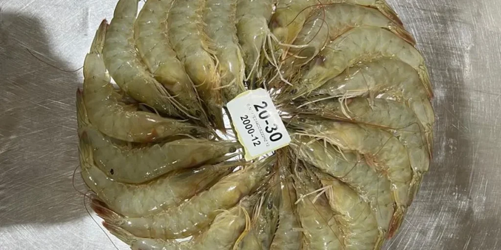 Quality assurance and health standards in shrimp export