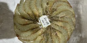 Quality assurance and health standards in shrimp export