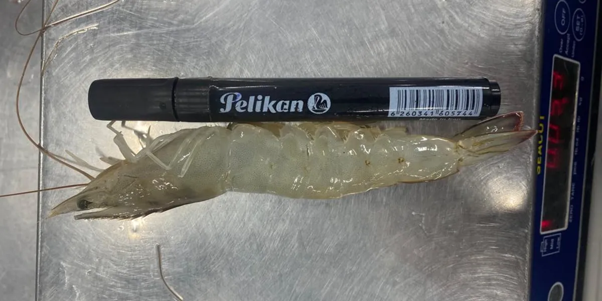 The process of packaging and shipping shrimp for export