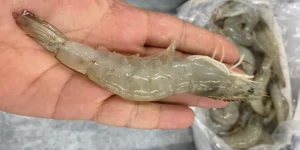 Quality assurance and health standards in shrimp export