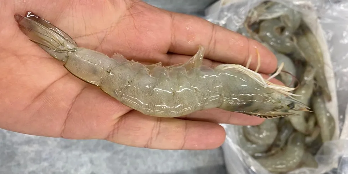 Quality assurance and health standards in shrimp export