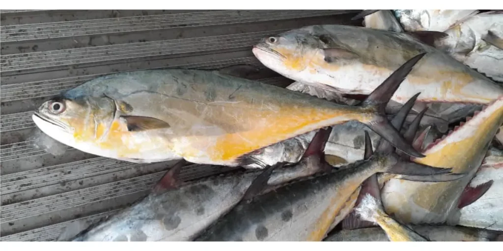 Iranian Carangidae fish