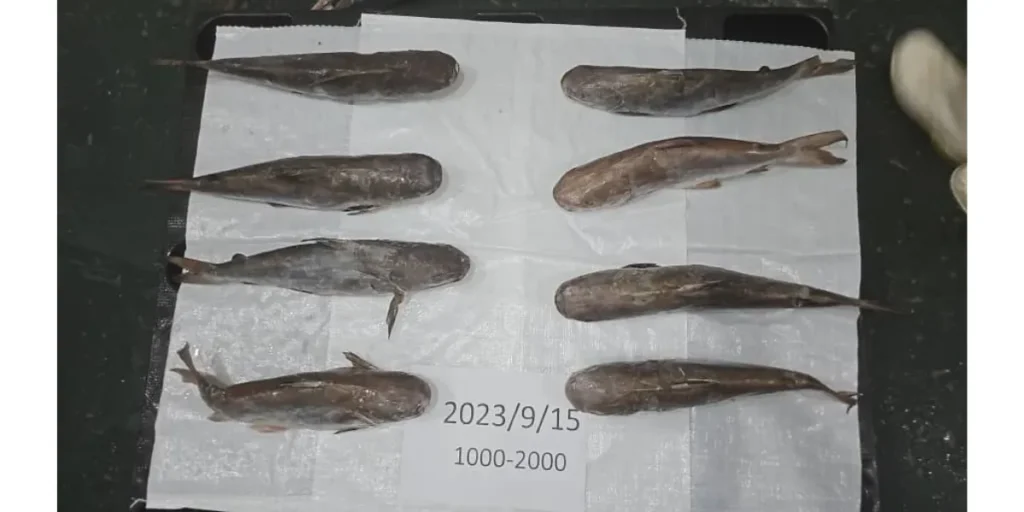Iranian Carangidae fish