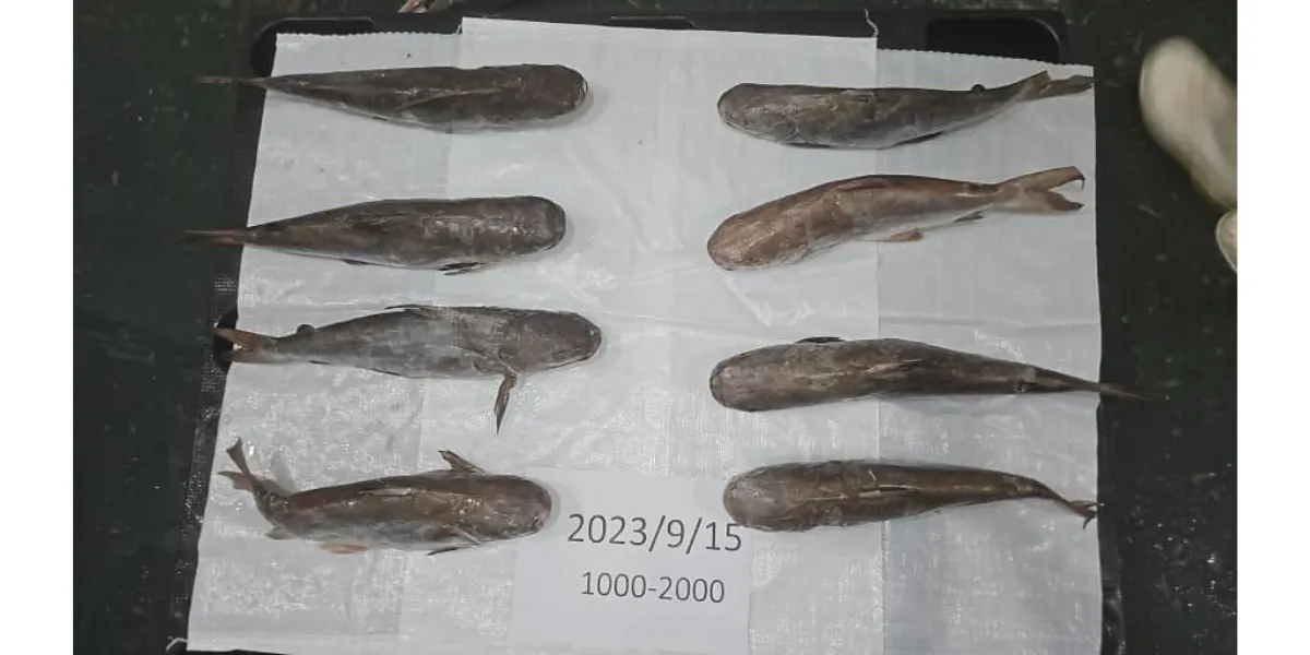 Iranian Carangidae fish