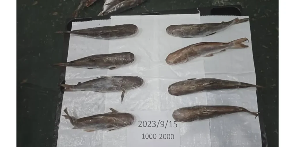 Iranian Carangidae fish