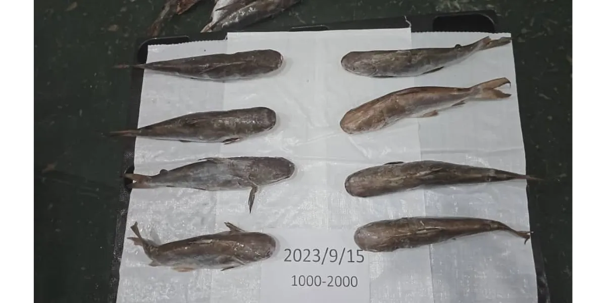 Iranian Carangidae fish