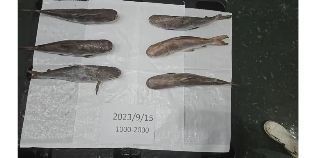 Iranian Carangidae fish