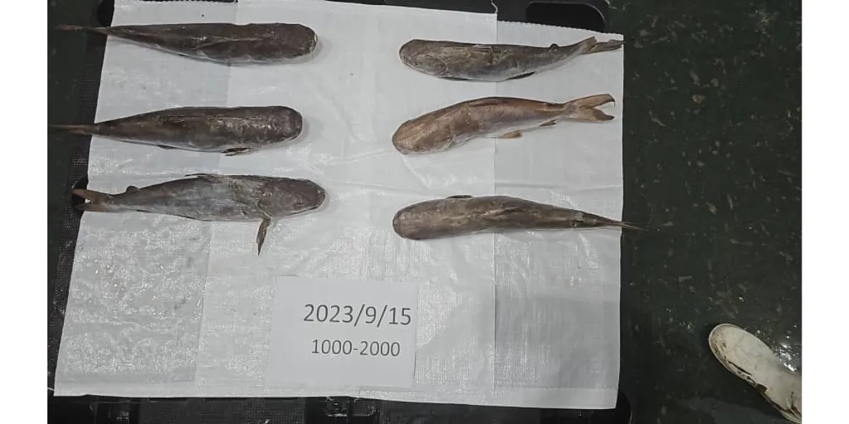 Iranian Carangidae fish
