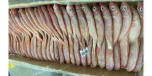 JTB export standards