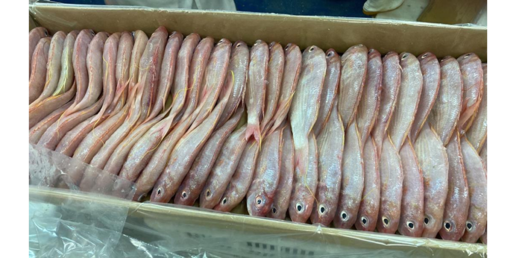 JTB fish specifications