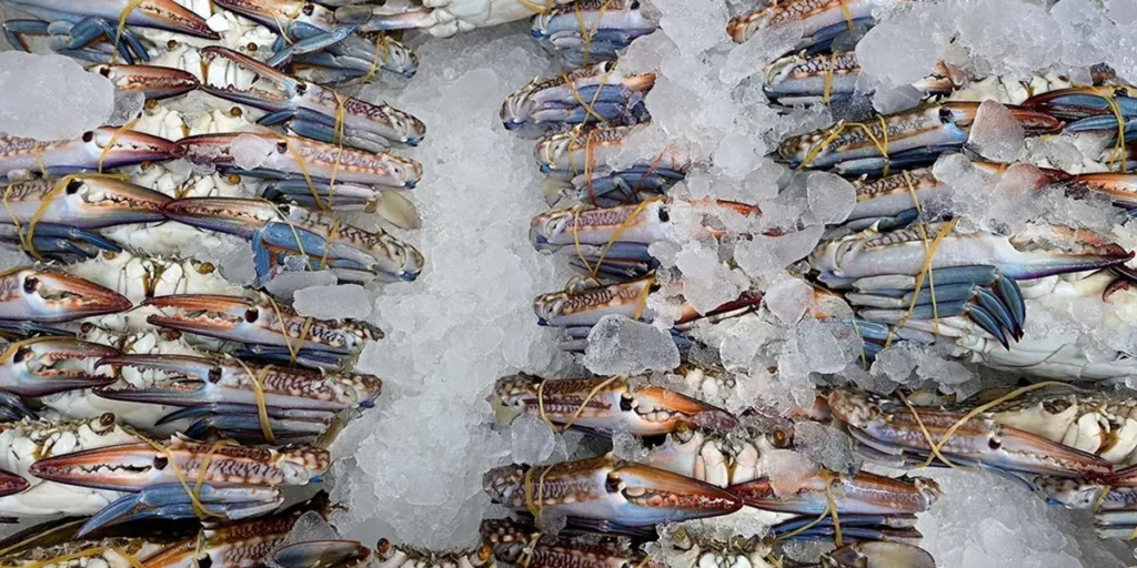 Iranian Seafood Export Regulations