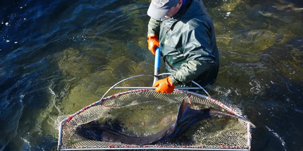 Water Salinity in Sturgeon Farming Quality