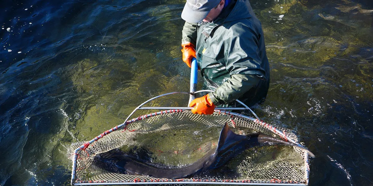 Water Salinity in Sturgeon Farming Quality
