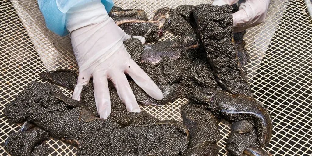 where does caviar come from