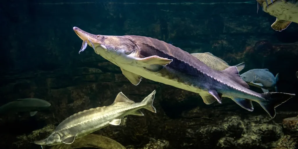 Water Salinity in Sturgeon Farming Quality