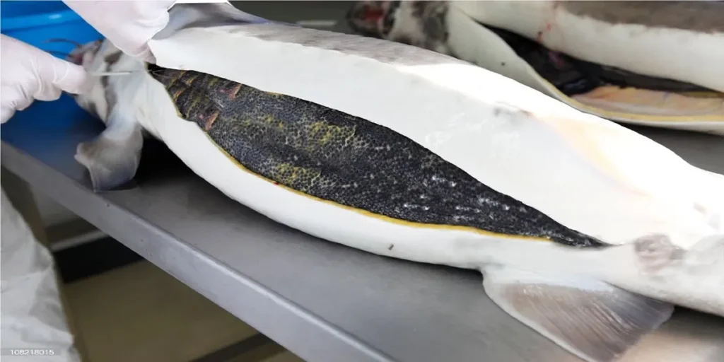 Caviar Processing Methods