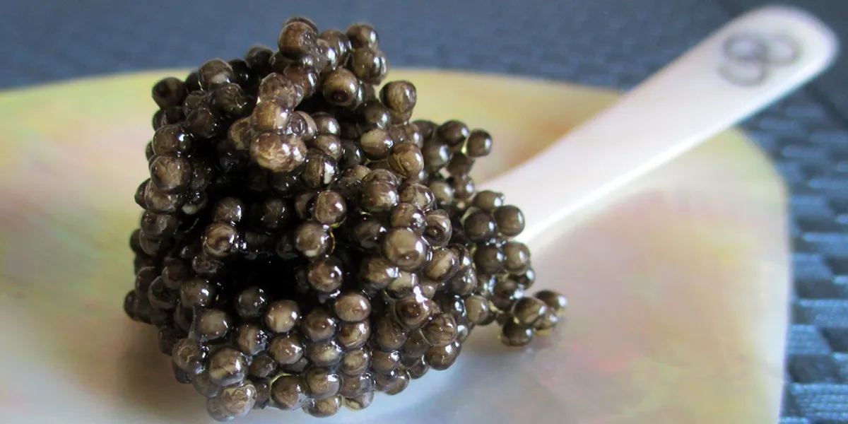 caviar harvesting methods
