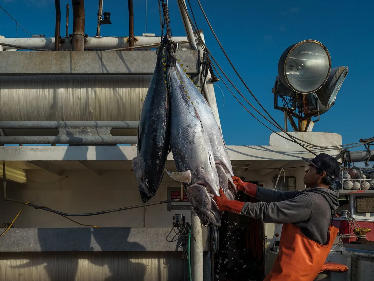 Cold Chain Logistics for Seafood Export