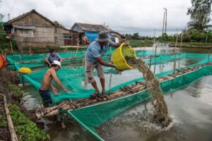 How Squid Liver Powder Improves Feed Palatability in Shrimp Farming