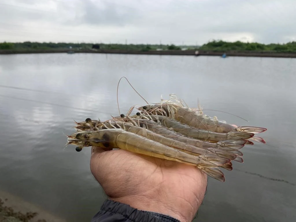 How Squid Liver Powder Improves Feed Palatability in Shrimp Farming