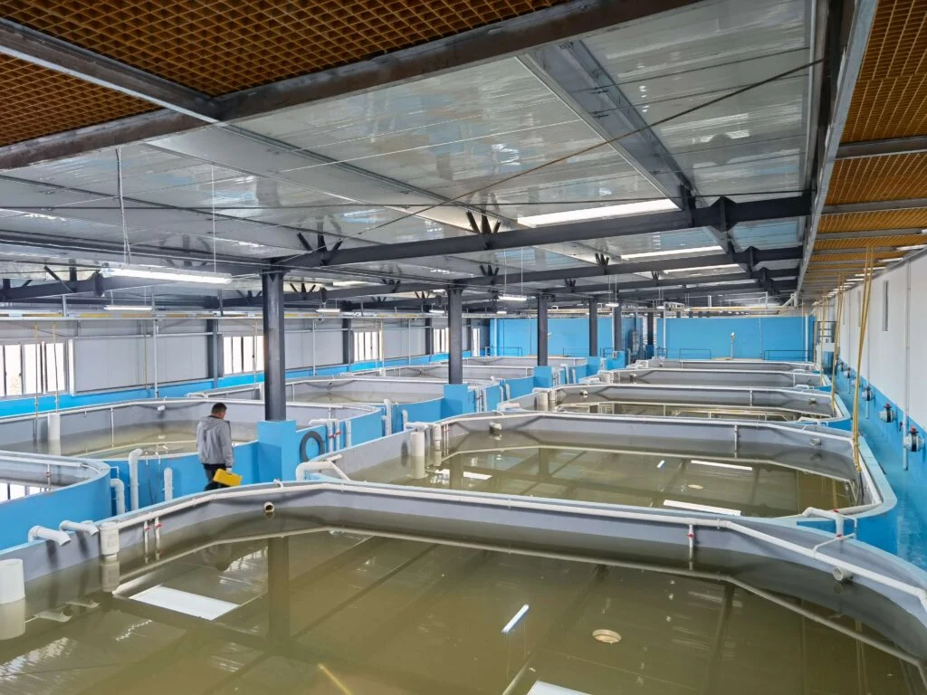 How Squid Liver Powder Improves Feed Palatability in Shrimp Farming