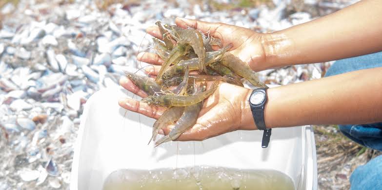 How Squid Liver Powder Improves Feed Palatability in Shrimp Farming